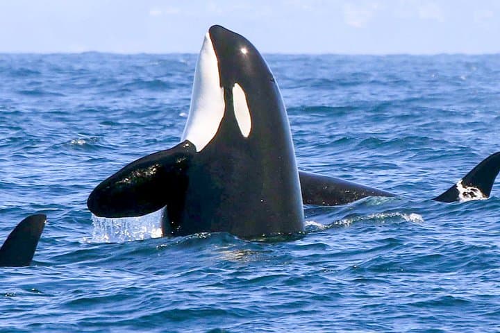 Whale Watching from Galle to Mirissa — Shared Boat Blue Whale & Dolphin Tour photo 5