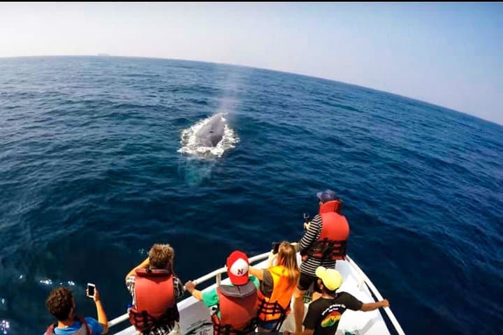 Whale Watching from Galle to Mirissa — Shared Boat Blue Whale & Dolphin Tour photo 6