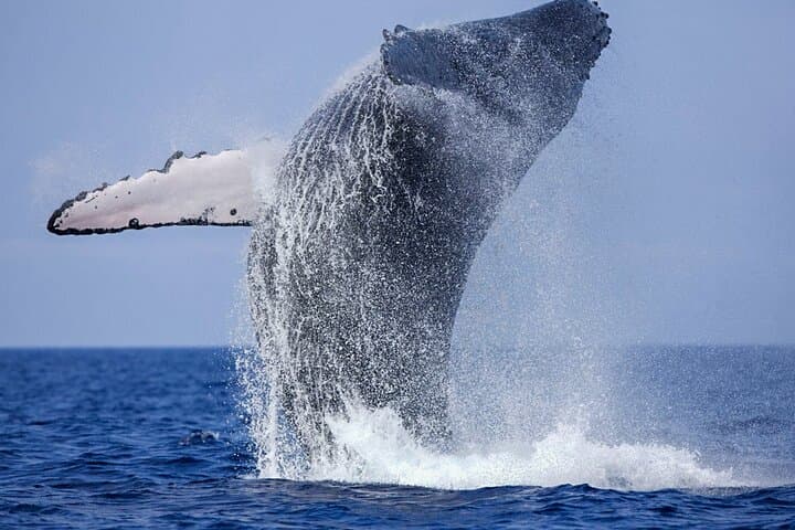 Whale Watching from Galle to Mirissa — Shared Boat Blue Whale & Dolphin Tour