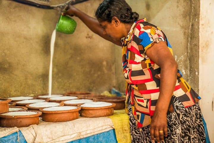 Buffalo Curd Processing Workshop Near Tissamaharama: Hands-On Traditional Dairy Experience photo 4