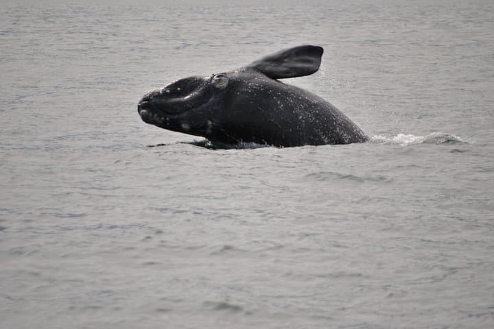 Hermanus Whales and Wine: Full-Day Private Tour on Clarence Drive photo 3