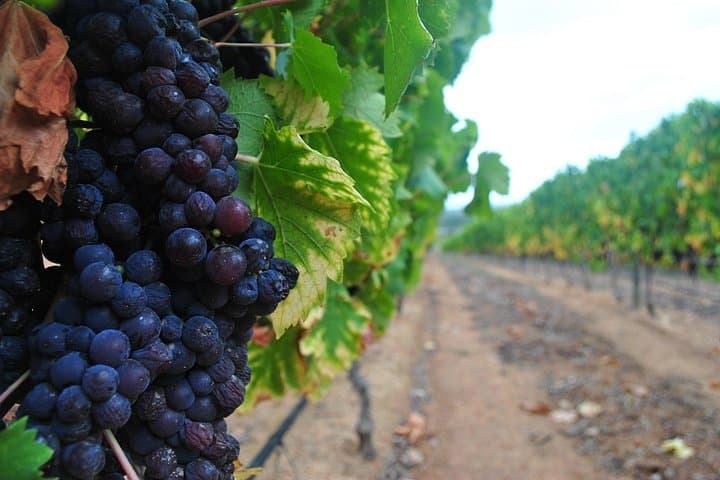 Cape Winelands Private Tour: Full-Day Wine Tasting from Cape Town to Stellenbosch photo 4
