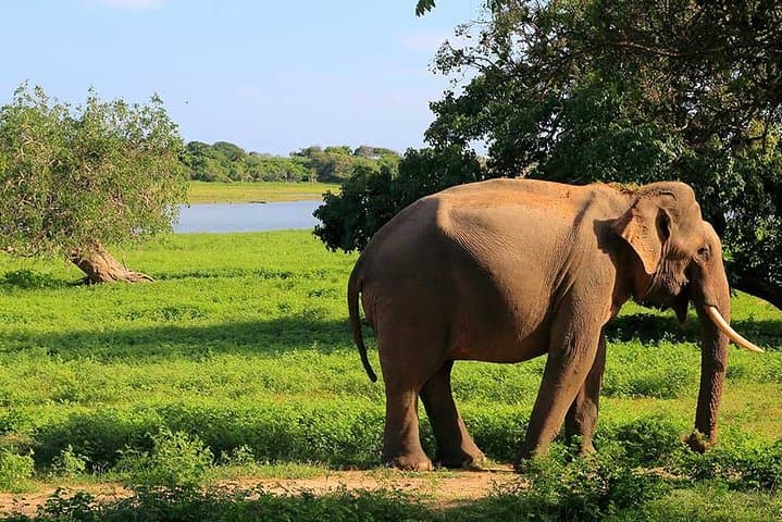 Full-Day Yala National Park Safari from Bentota — Leopards, Sloth Bears & Coastal Plains photo 2