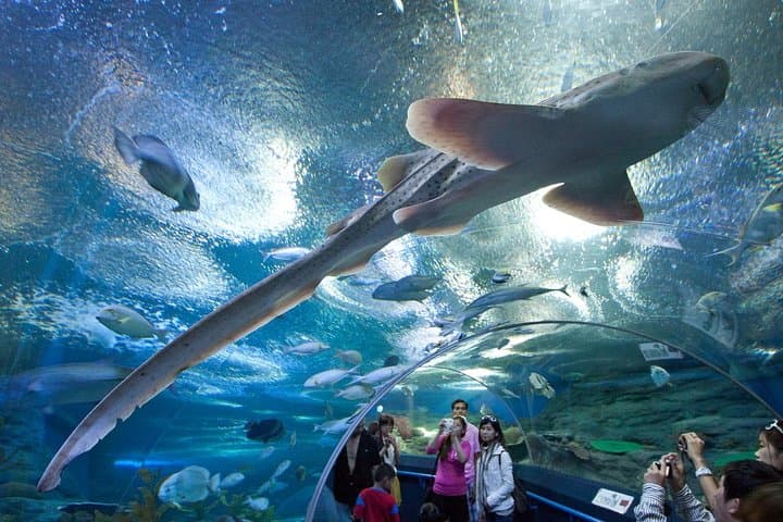 Exploring Underwater World Pattaya: Marine Tunnel, Exhibits & Practical Visitor Guide photo 3