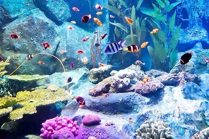 Exploring Underwater World Pattaya: Marine Tunnel, Exhibits & Practical Visitor Guide photo 4