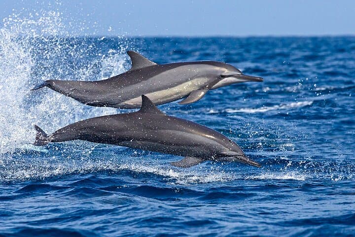 Dolphin Watching Boat Tour in Trincomalee: Best Time & What to Expect photo 3
