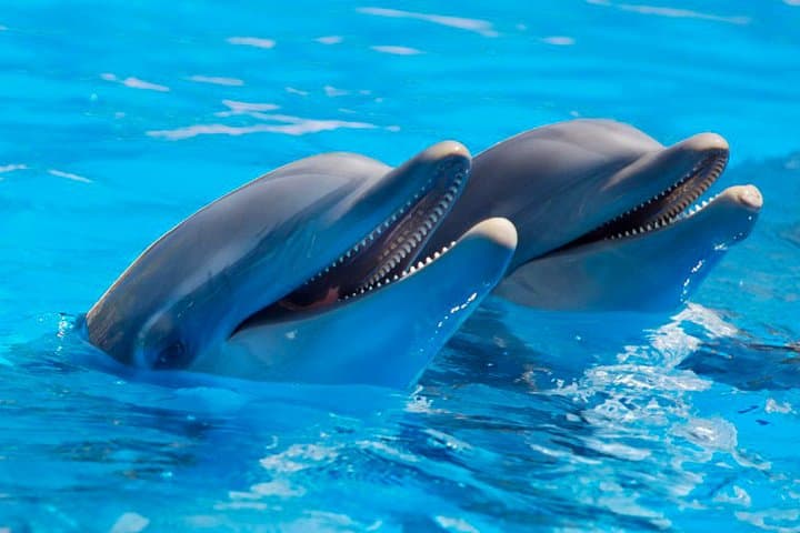 Dolphin Watching Boat Tour in Trincomalee: Best Time & What to Expect photo 5