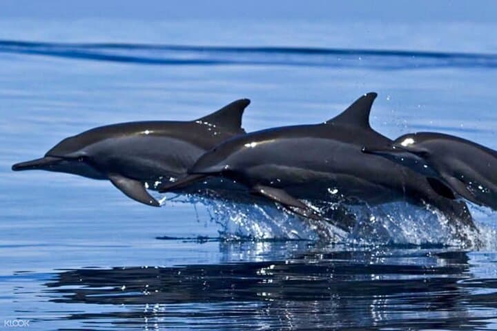 Dolphin Watching Boat Tour in Trincomalee: Best Time & What to Expect