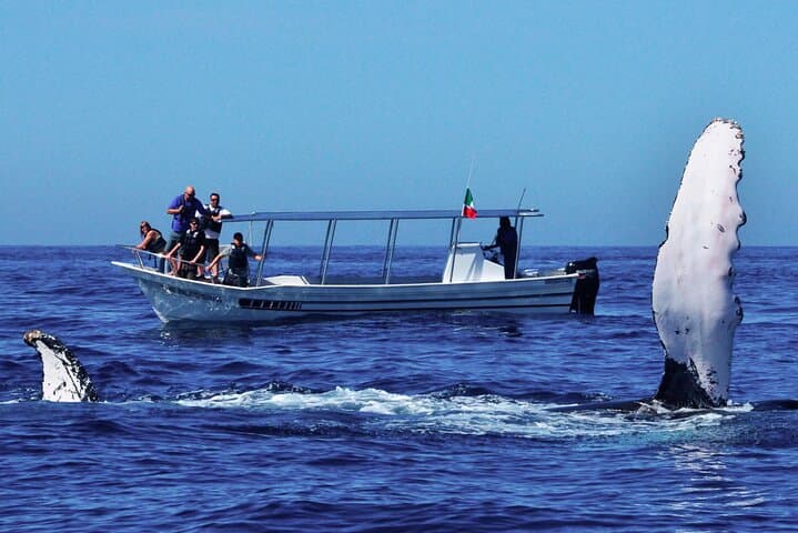 Whale Watching from Beruwala: Shared Boat Tour to See Blue Whales off Mirissa photo 3