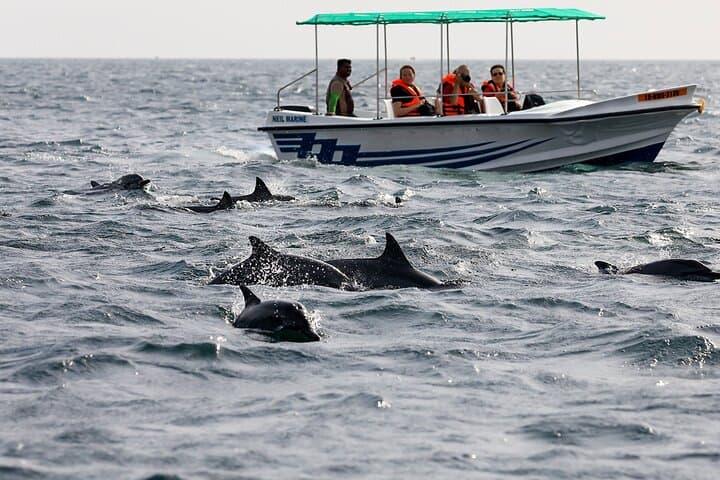 Whale Watching from Beruwala: Shared Boat Tour to See Blue Whales off Mirissa photo 2