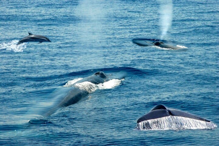 Whale Watching from Beruwala: Shared Boat Tour to See Blue Whales off Mirissa photo 4