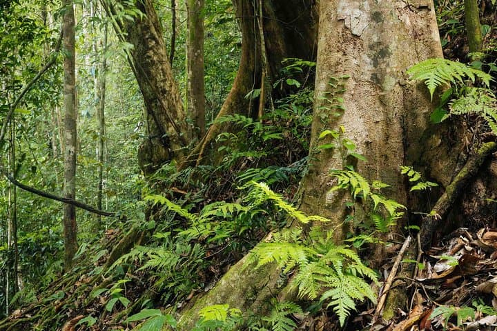 Exploring Sinharaja Rain Forest: Day Trek from Galle to Sri Lanka's Biodiversity Hotspot photo 3