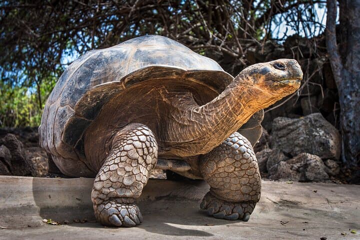 Galapagos Essential: 4-Day Budget Tour from Santa Cruz