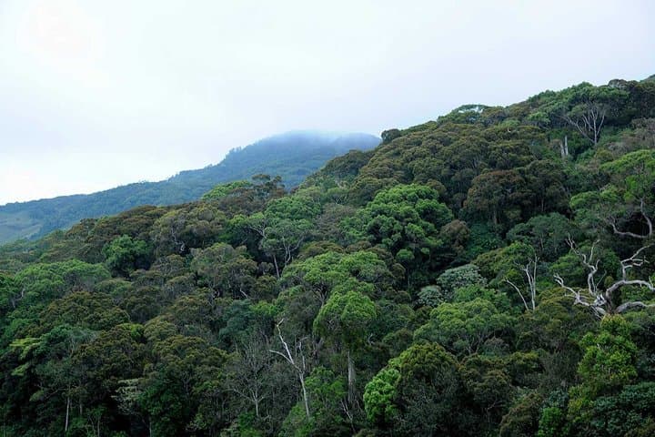 Sinharaja Rainforest Day Trek from Tangalle — Guided Wildlife & Rainforest Walk photo 5