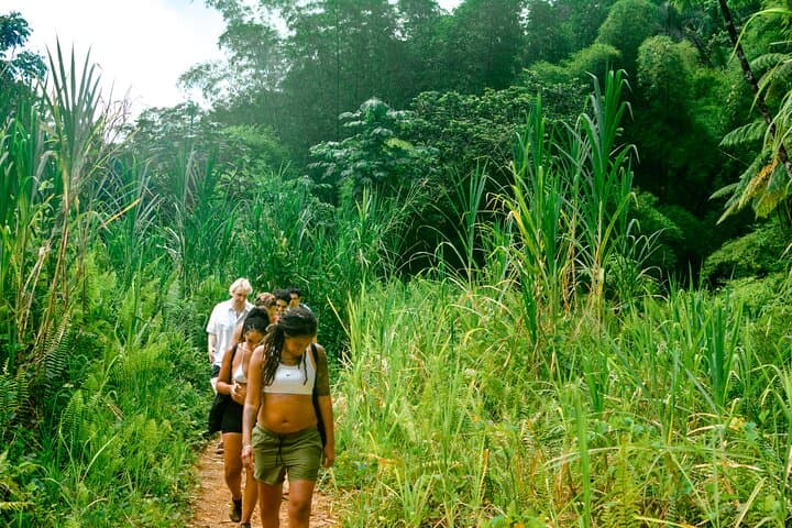 El Yunque Rainforest Day Tour from San Juan — Waterfalls & Native Flora photo 3