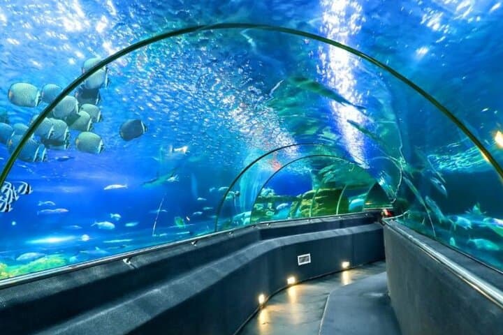 Nha Trang Full-Day Cultural Tour: Oceanographic Museum, Long Son Pagoda & Dam Market