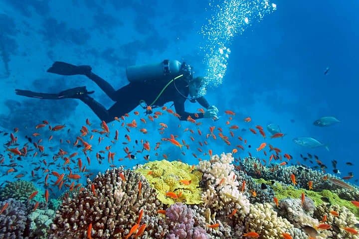 Nha Trang Mun Island Diving — Full-Day Scuba at Hòn Mun & Hòn Mót photo 1