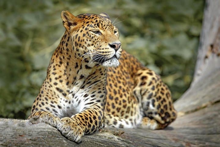 Wilpattu National Park Safari: Leopard-Spotting Jeep Tour from Kandy photo 1