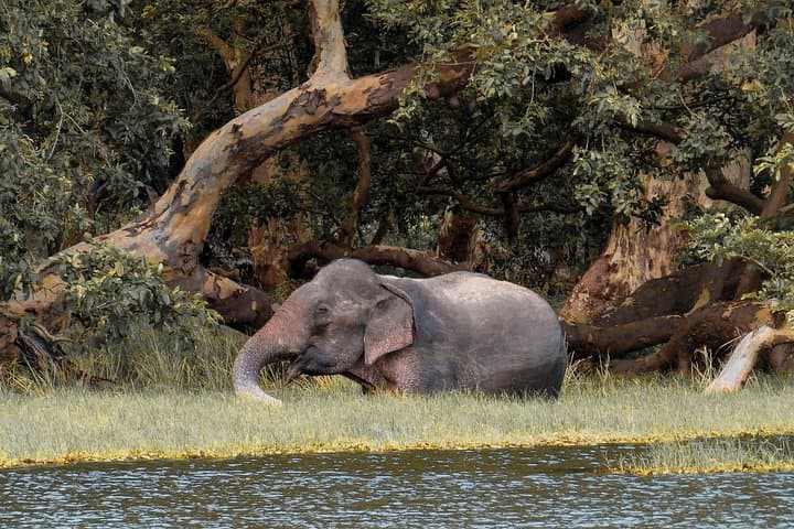 Wilpattu Safari from Habarana — Jeep Game Drive for Leopards & Elephants photo 1