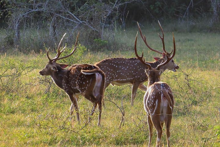 Wilpattu National Park Safari: Leopard-Spotting Jeep Tour from Kandy photo 3