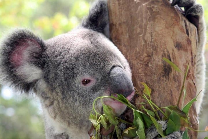 Private Blue Mountains Day Tour from Sydney: Three Sisters, Featherdale Wildlife & Waterfalls photo 3