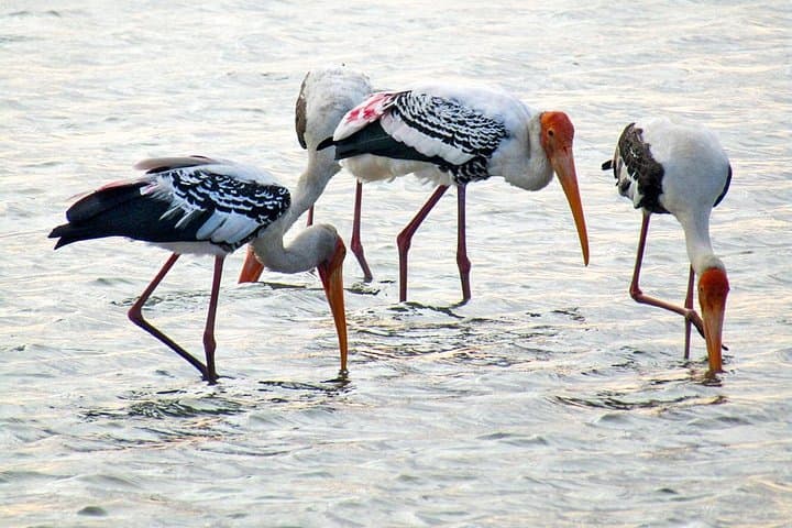 Birdwatching in Jaffna Lagoon: Flamingos, Waders & Coastal Wetlands Tour