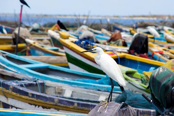 Birdwatching in Jaffna Lagoon: Flamingos, Waders & Coastal Wetlands Tour photo 2