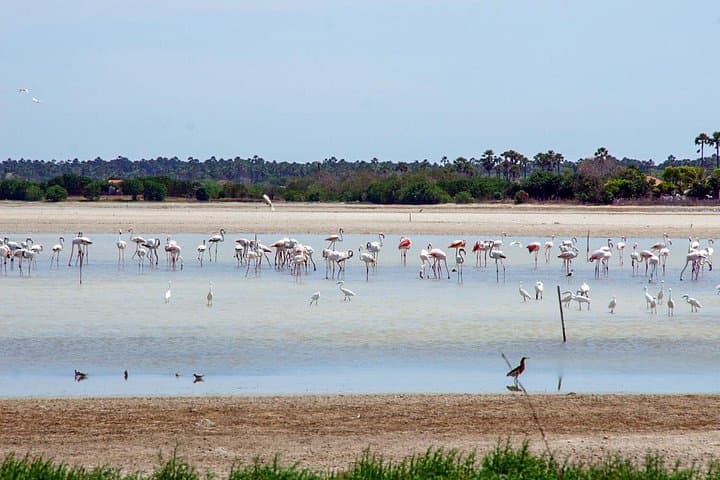 Birdwatching in Jaffna Lagoon: Flamingos, Waders & Coastal Wetlands Tour photo 3