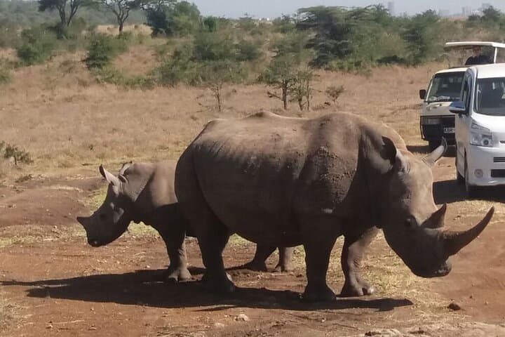 Nairobi National Park Tour: Easy Access Safari Adventure on the City’s Edge photo 3