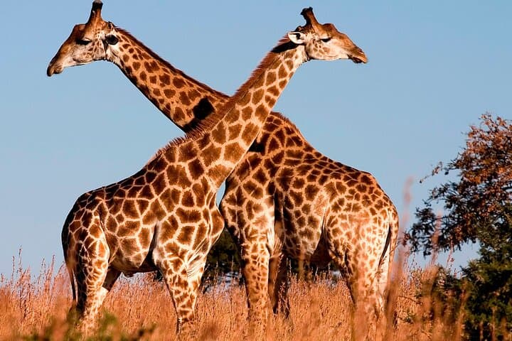Nairobi National Park Tour: Easy Access Safari Adventure on the City’s Edge