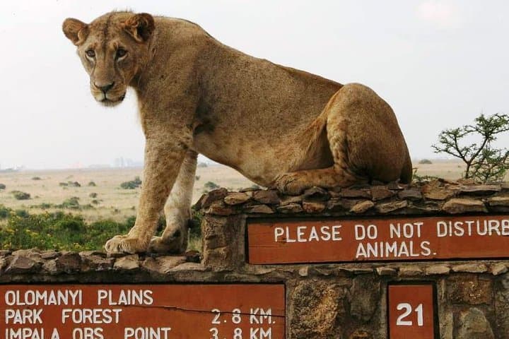 Nairobi National Park Tour: Easy Access Safari Adventure on the City’s Edge photo 2