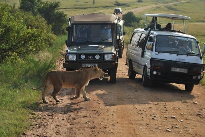Nairobi National Park Tour: Easy Access Safari Adventure on the City’s Edge photo 4