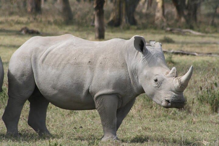 Nairobi National Park Tour: Easy Access Safari Adventure on the City’s Edge photo 5