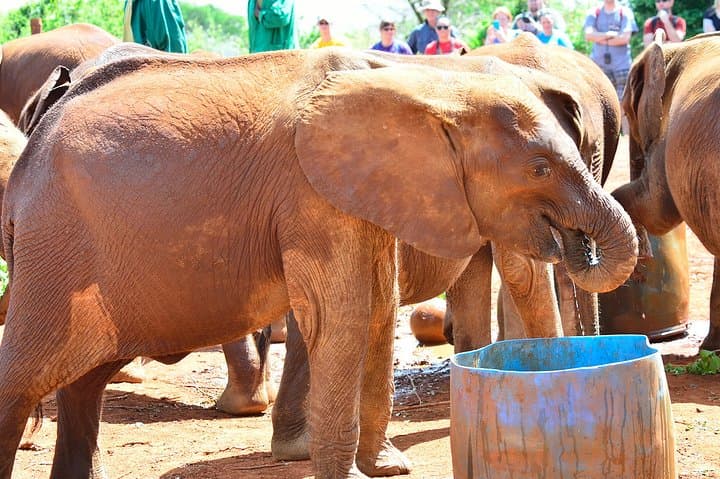 David Sheldrick Elephant Orphanage Tour from Nairobi (Optional Giraffe Centre)