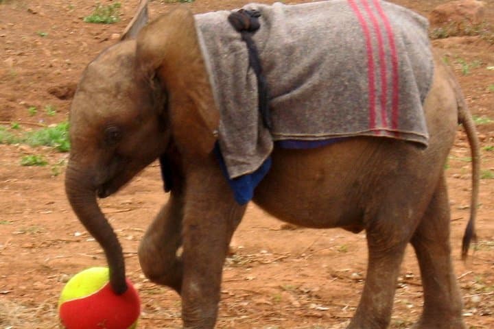 David Sheldrick Elephant Orphanage Tour from Nairobi (Optional Giraffe Centre) photo 4