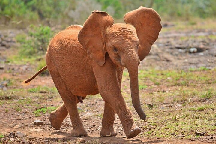 David Sheldrick Elephant Orphanage Tour from Nairobi (Optional Giraffe Centre) photo 5