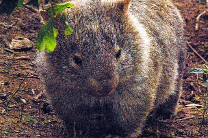 Walking with Wild Wombats: Private Day Trip from Sydney