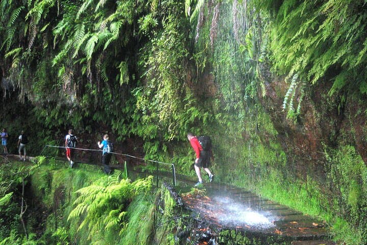 Hike Levada do Rei (The King's Levada): Ribeiro Bonito & Laurisilva Forest Walk, São Jorge, Madeira