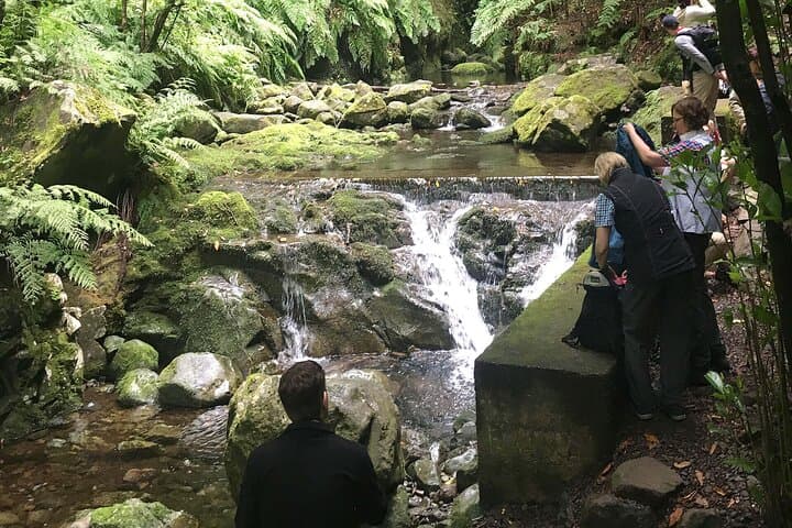 Hike Levada do Rei (The King's Levada): Ribeiro Bonito & Laurisilva Forest Walk, São Jorge, Madeira photo 4