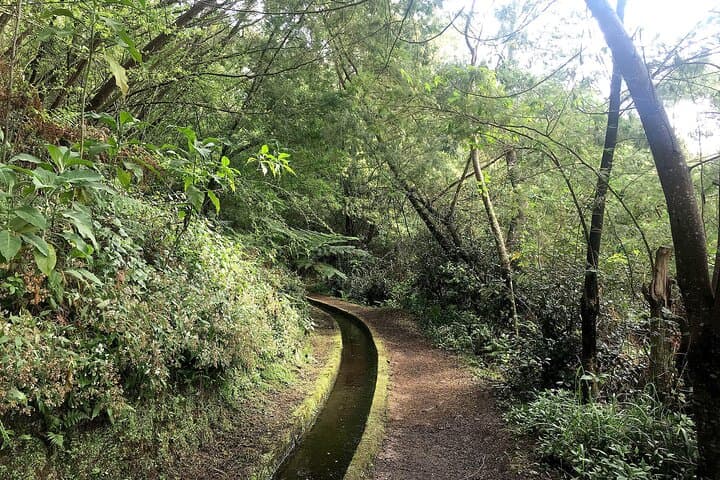 Hike Levada do Rei (The King's Levada): Ribeiro Bonito & Laurisilva Forest Walk, São Jorge, Madeira photo 5