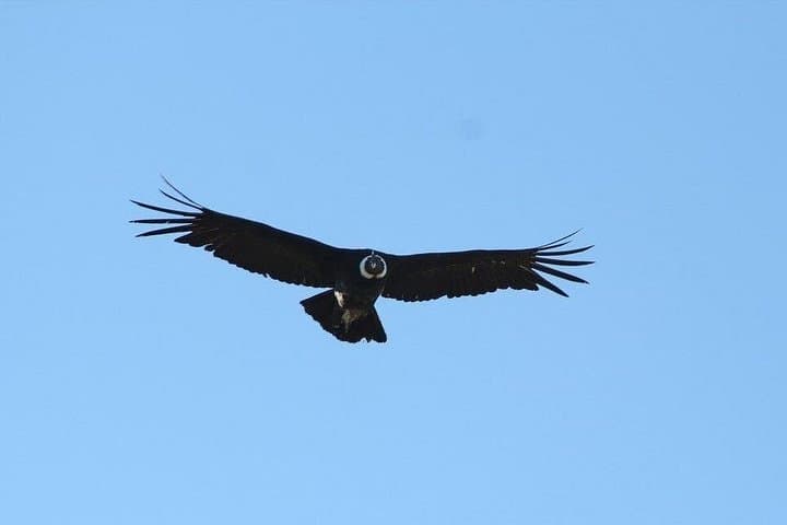 Sunrise Condor Watching and Tehuelche Culture near Coyhaique photo 2