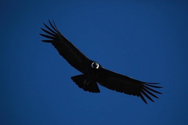 Sunrise Condor Watching and Tehuelche Culture near Coyhaique photo 4