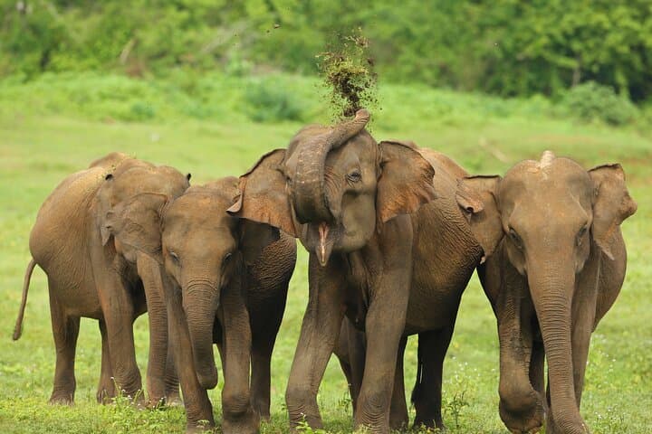 Udawalawe Safari from Negombo — Full-Day Elephant & Wildlife Safari photo 2