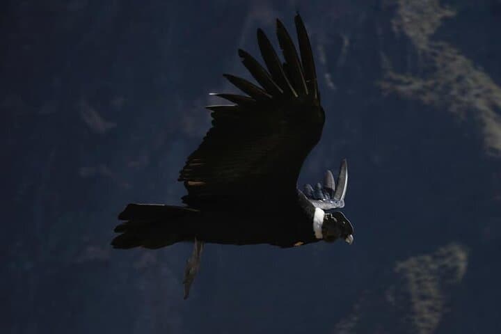 Colca Canyon 2-Day Tour: Cruz del Condor & Chocolaqa Stone Forest Adventure photo 4