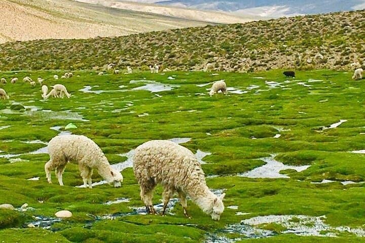 Colca Canyon 2-Day Tour: Cruz del Condor & Chocolaqa Stone Forest Adventure photo 6