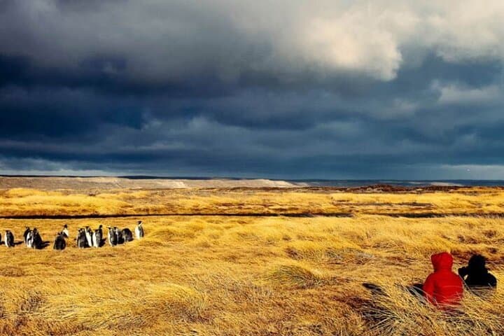 King Penguin Park Day Trip from Punta Arenas — Ferry to Tierra del Fuego