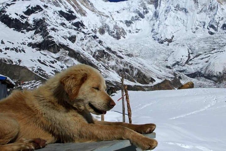 Annapurna Base Camp & Poon Hill 9-Day Trek — Practical Guide to the Classic Himalayan Route