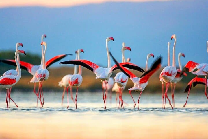 Birdwatching in Chundikulam National Park: Lagoon Waders & Mangrove Vantage Points
