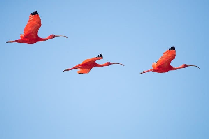 Birdwatching in Chundikulam National Park: Lagoon Waders & Mangrove Vantage Points photo 2
