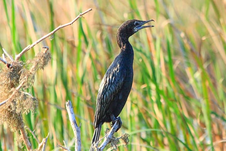 Birdwatching in Chundikulam National Park: Lagoon Waders & Mangrove Vantage Points photo 3